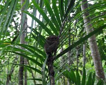 Tarsier 4 Bohol